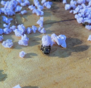 Insulation ball roller bee!