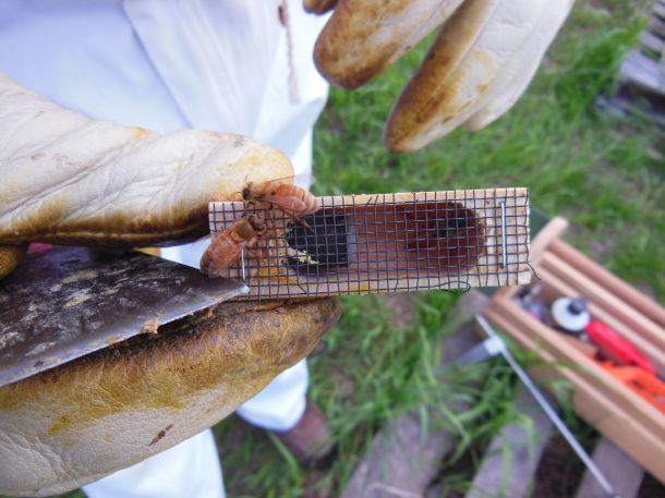 If you look close, the queen is in the right end of the cage.