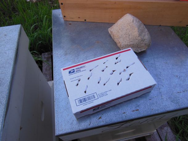 This is what it looks like when you get a queen bee in the mail.