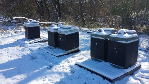Winter bees 1-2015