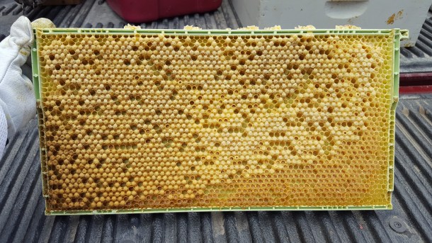 green frame 2 7-2016